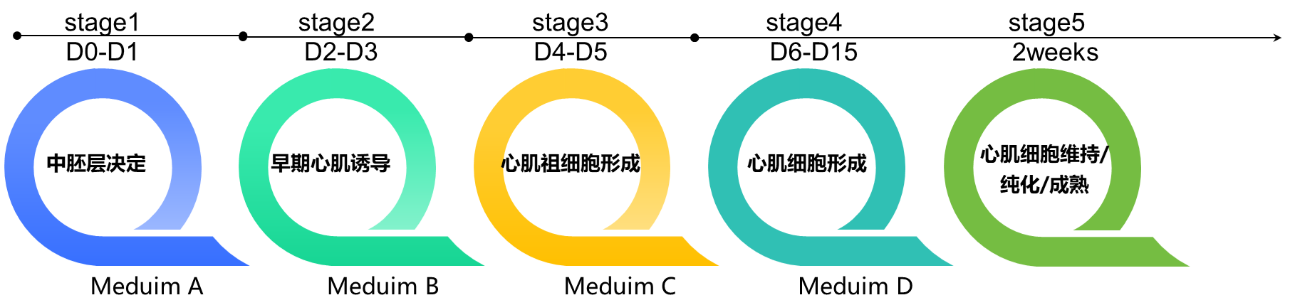 心肌细胞试剂盒1.png