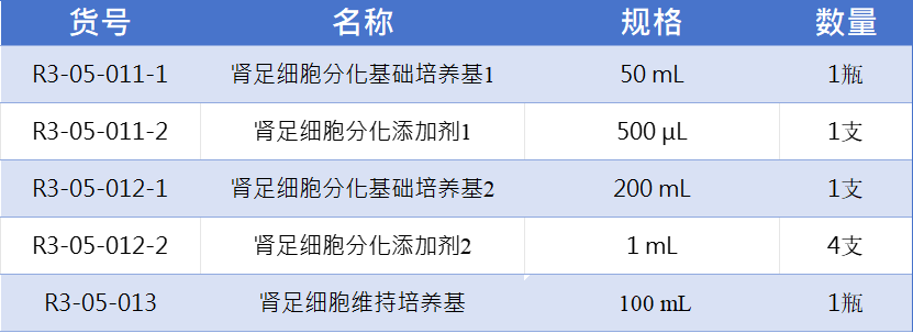 肾足细胞1.jpg
