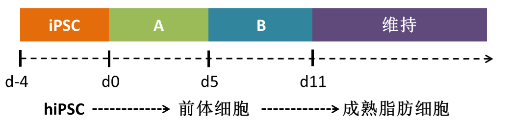 脂肪.png