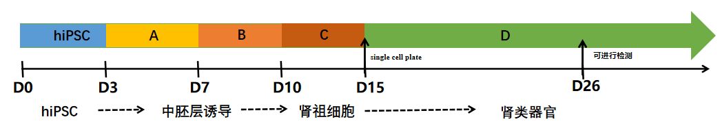 肾类器官流程图.png