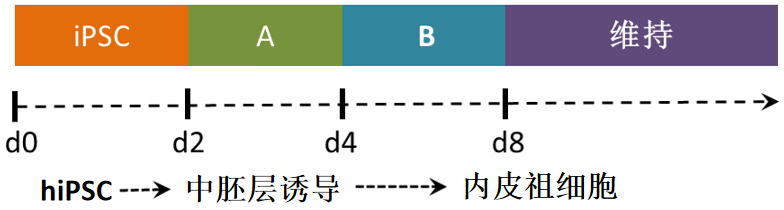 内皮流程.png